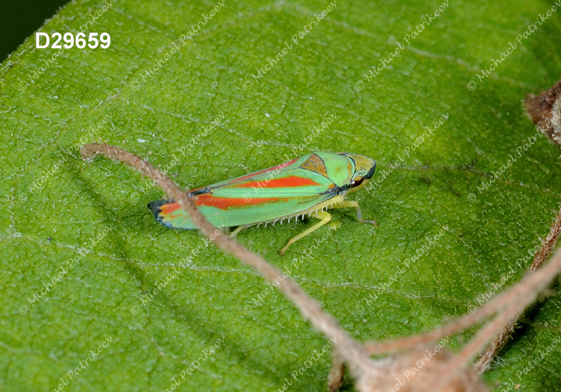 Graphocephala teliformis (Cicadellidae, Hemiptera)